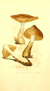 n556_w1150