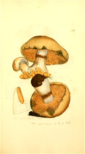 n554_w1150