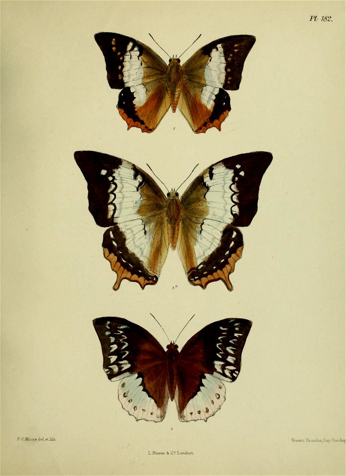 n462_w1150