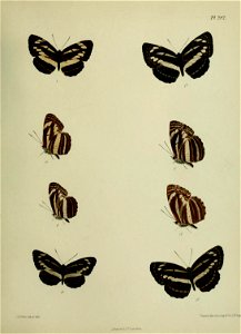 n450_w1150