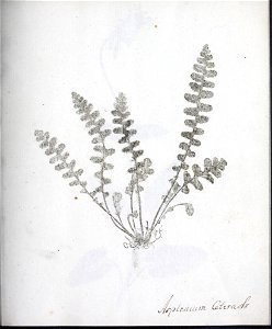 n16_w1150