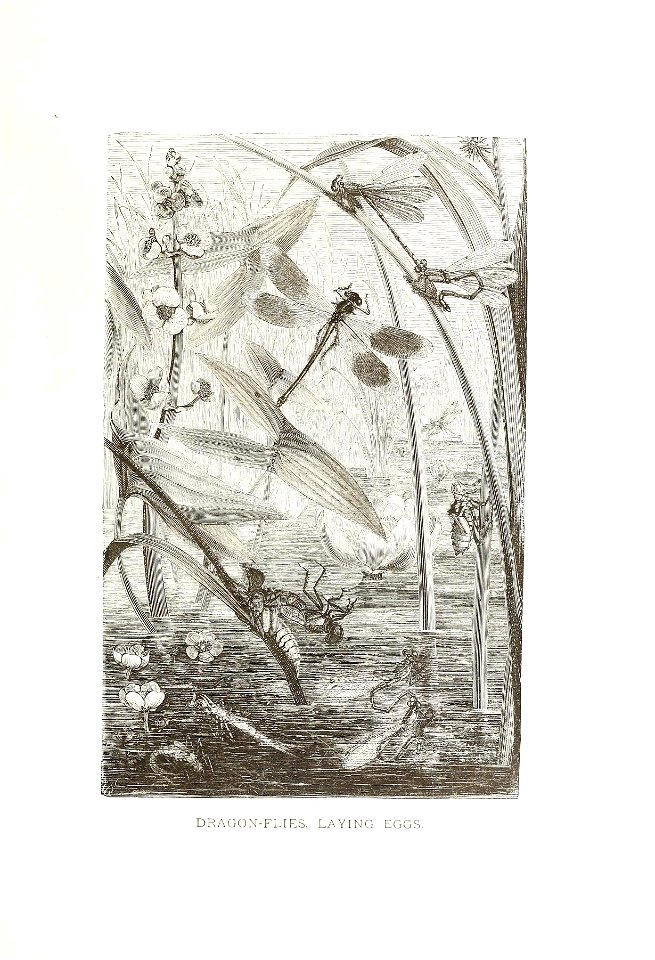 n456_w1150