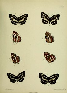 n442_w1150