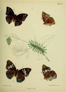 n352_w1150