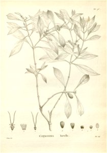n205_w1150