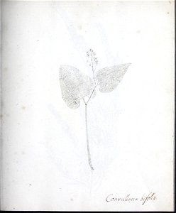 n20_w1150