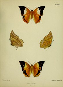 n458_w1150