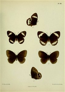 n336_w1150