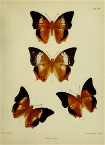 n454_w1150