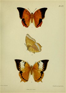 n452_w1150