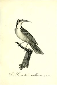 n338_w1150