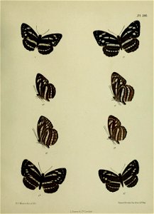 n458_w1150
