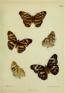 n278_w1150