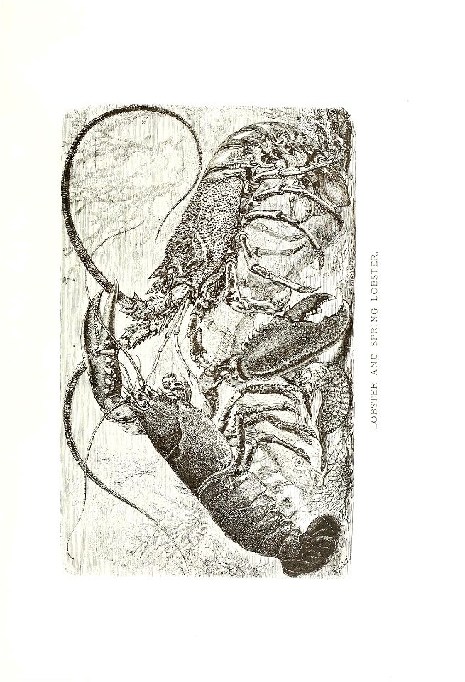 n538_w1150