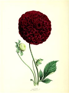 n61_w1150