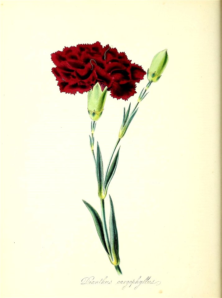 n49_w1150