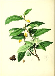 n55_w1150