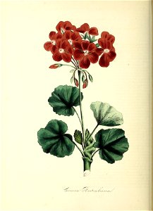 n185_w1150
