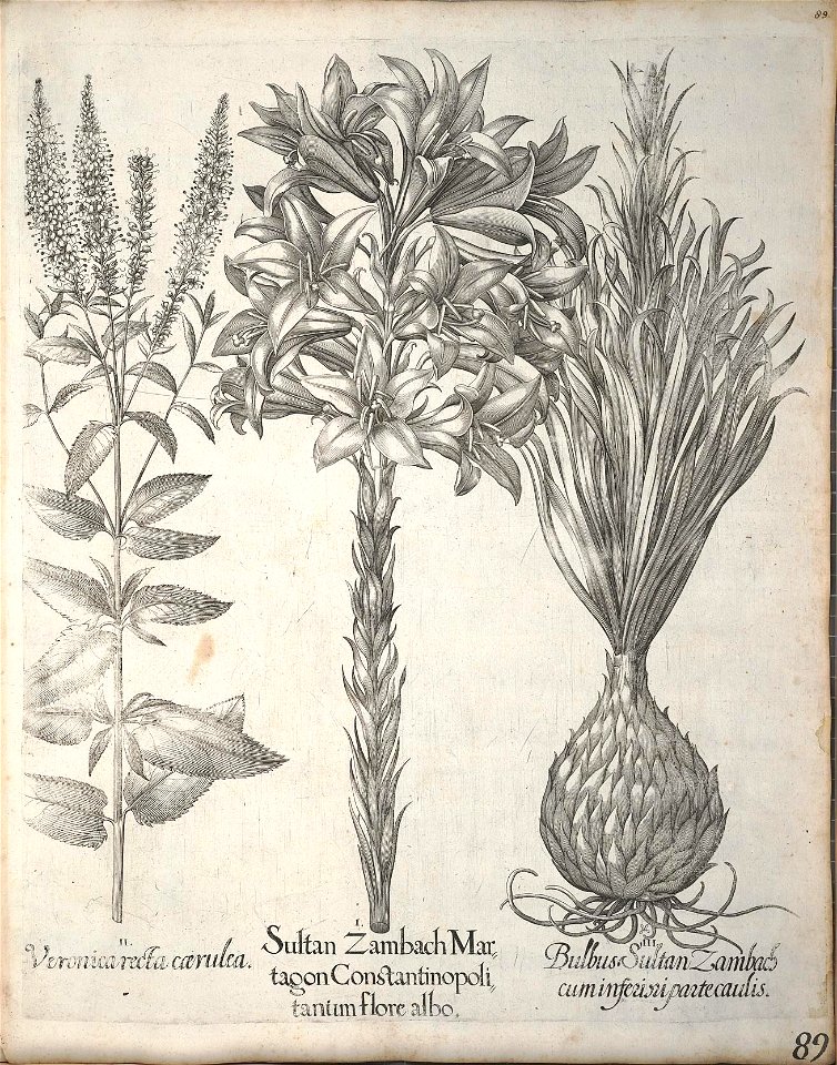 n99_w1150