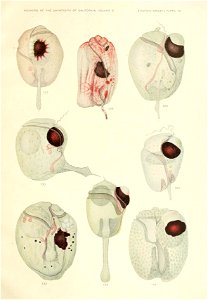 n598_w1150