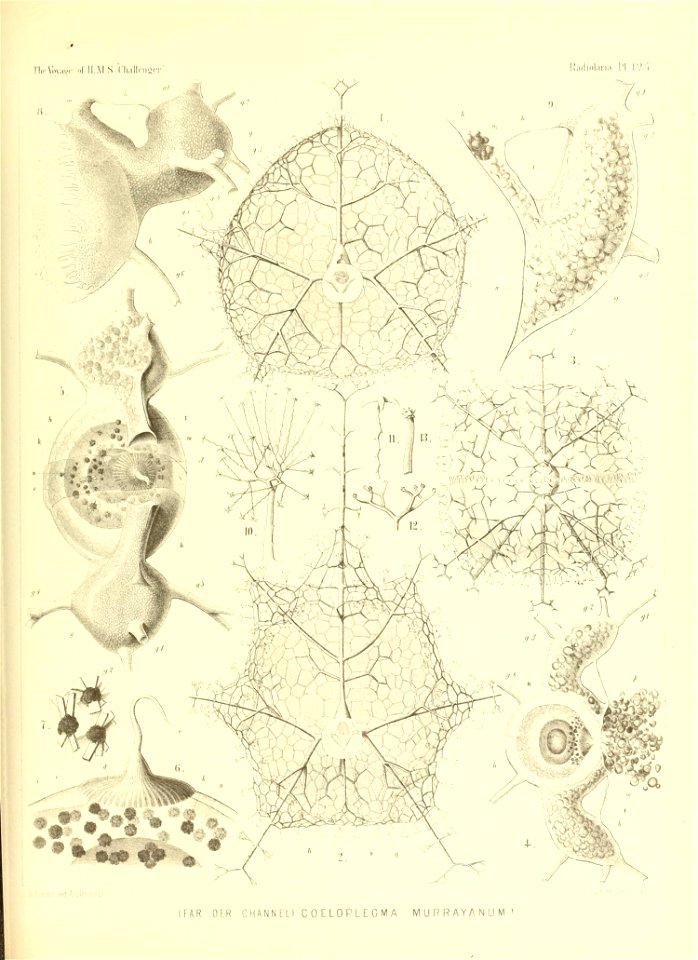 n518_w1150