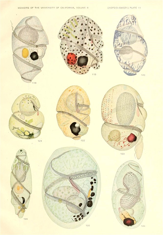n594_w1150