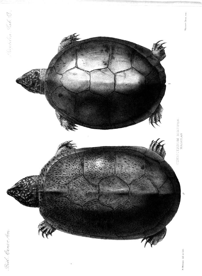 n362_w1150