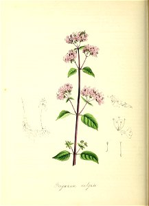 n205_w1150