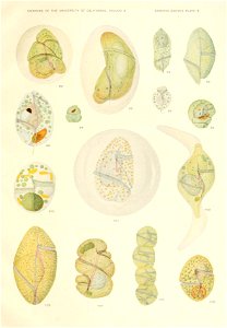 n586_w1150