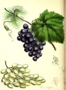 n117_w1150