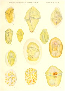 n554_w1150