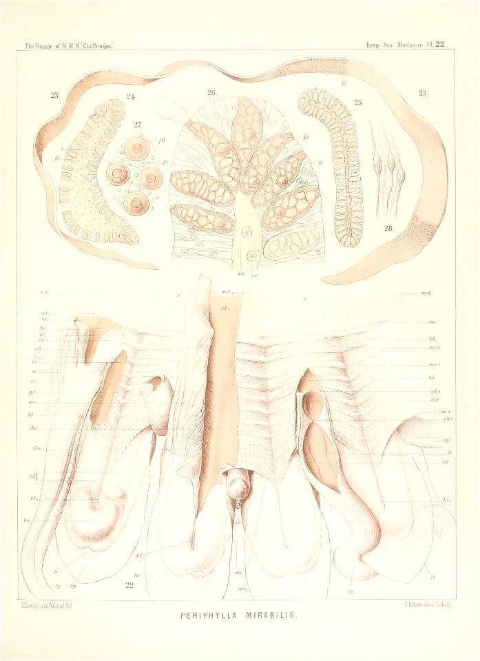 n462_w1150