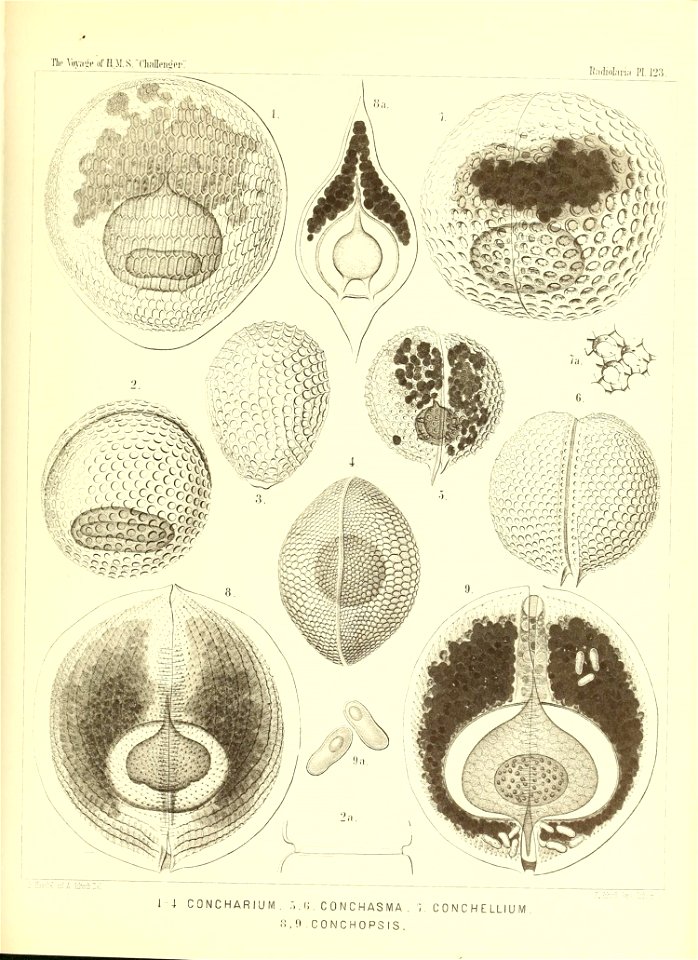 n502_w1150