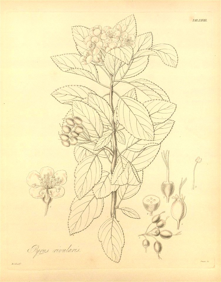 n437_w1150
