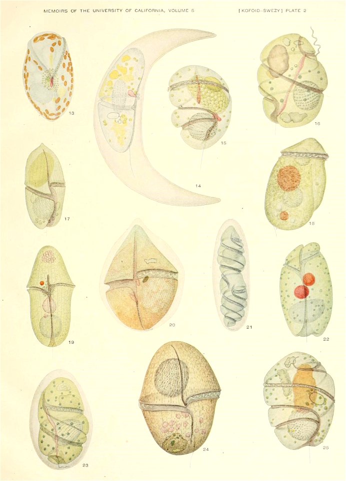 n558_w1150