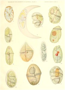 n558_w1150