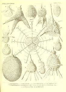n238_w1150