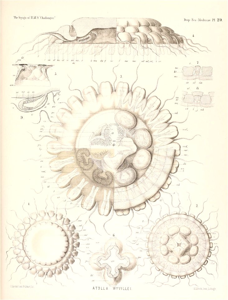 n490_w1150