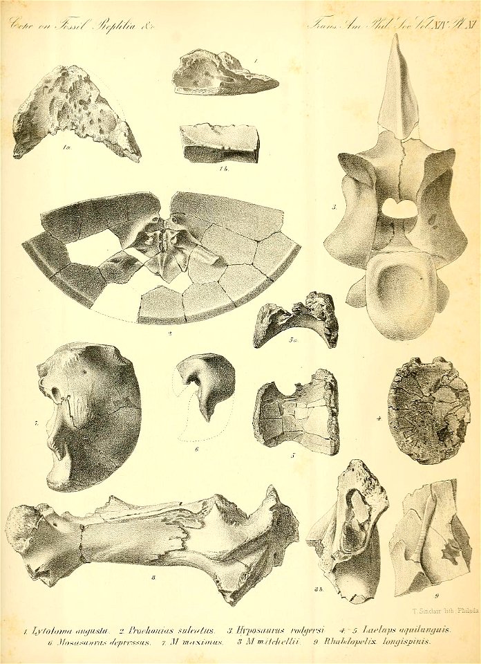 n136_w1150