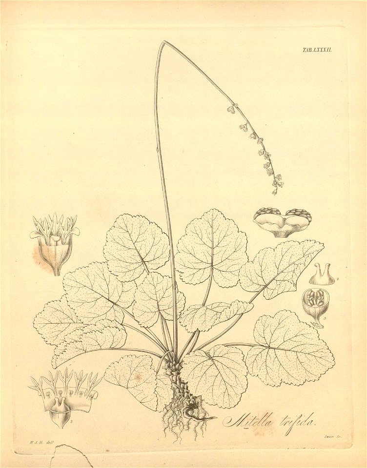 n451_w1150