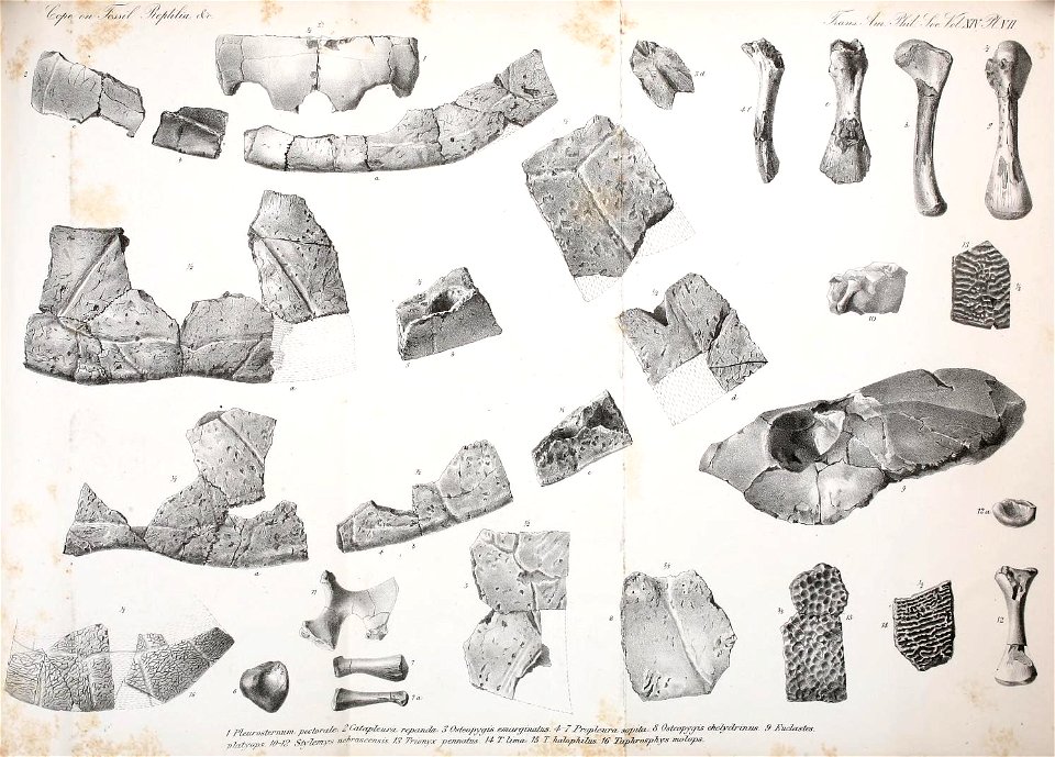 n126_w1150