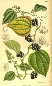 n55_w1150