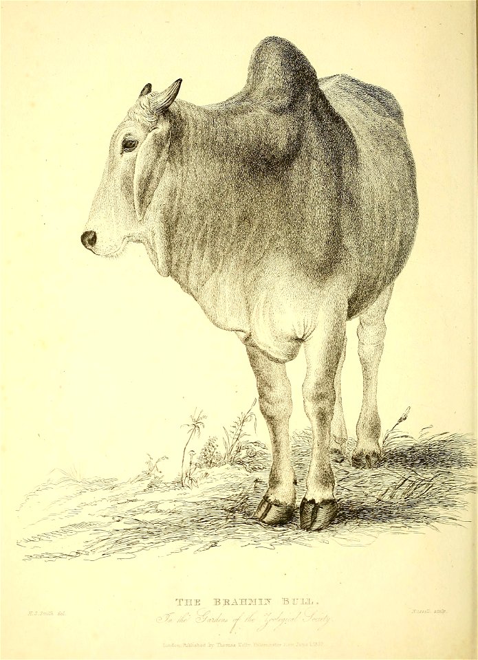 n239_w1150