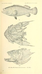 n654_w1150