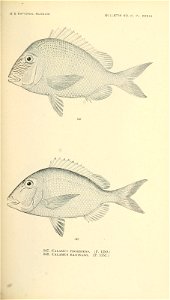 n710_w1150