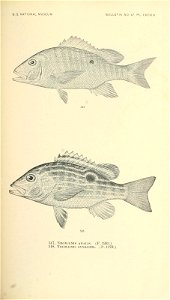 n680_w1150