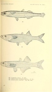 n530_w1150