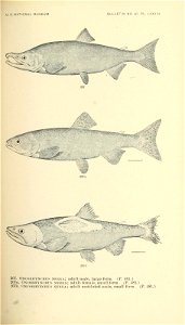 n440_w1150