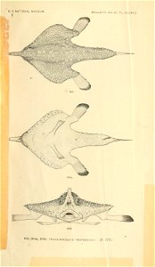 n1068_w1150