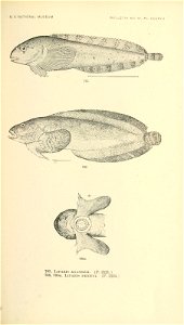 n918_w1150